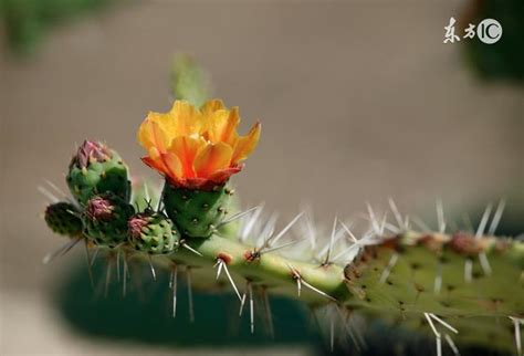 仙人掌好處